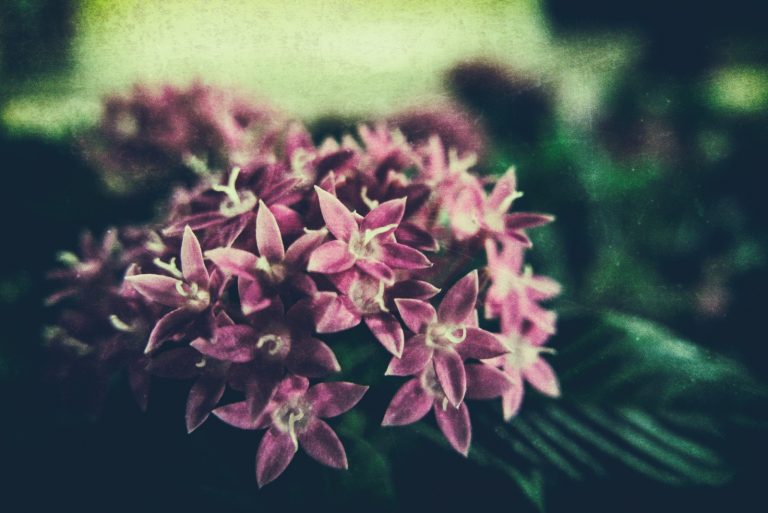 【Lightroomで簡単】フィルム風の写真のレタッチの方法を紹介